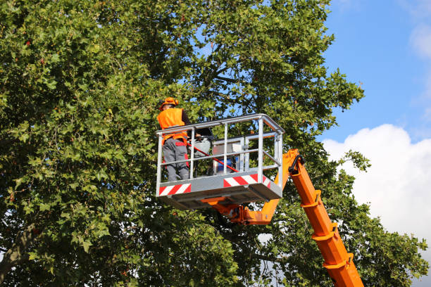 Best Utility Line Clearance  in Cambridge, IL